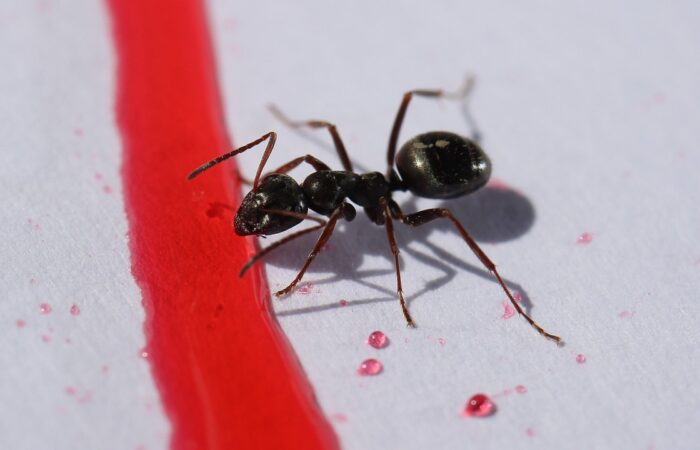 Fourmis_dans_votre_maison_:_comment_les_repérer_et_les_empêcher_de_revenir_?