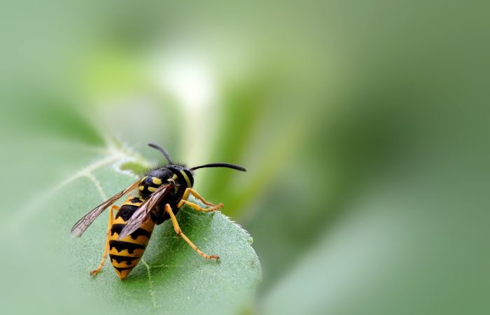 Jardin_:_comment_faire_fuir_les_guêpes_?