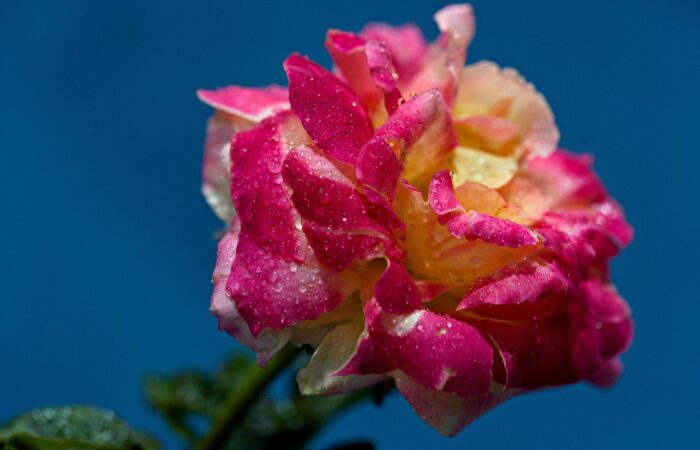 Le_Saviez_vous_?_Tailler_un_laurier_rose_peut_transformer_votre_maison_
