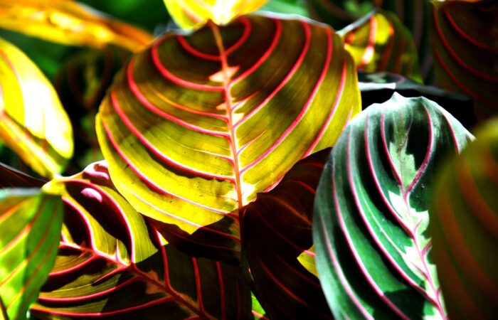 Maranta_:_La_Plante_Tropicale_Qui_Transforme_Votre_Maison